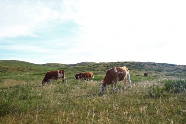 Sığırlar otlakta ot yiyorlar.