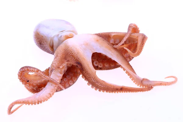 Pulpo Sobre Fondo Blanco — Foto de Stock