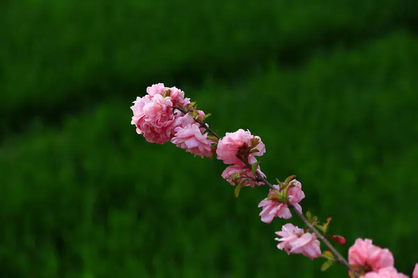 Blühende Kirschblüten Sehr Schön — Stockfoto