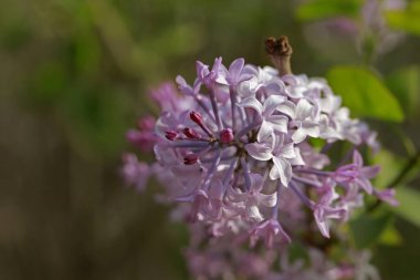 Mor leylak çiçeği çiçeği yakın plan