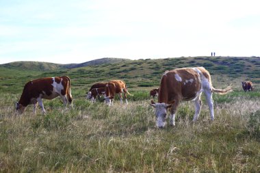 Sığırlar otlakta ot yiyorlar.