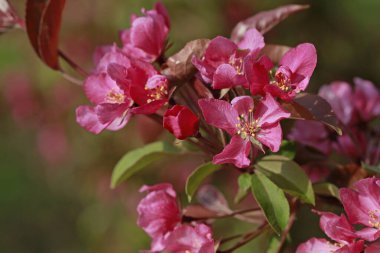 Çin çiçekli yaban elması, çok güzel.