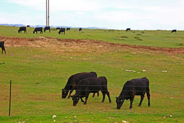牛群正在草原上吃草 — 图库照片