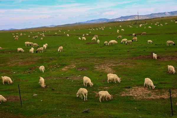 草原上的羊 — 图库照片