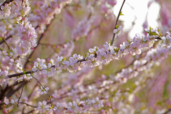 В полном расцвете в персиковом соме