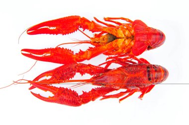 Beyaz arka planda ıstakoz