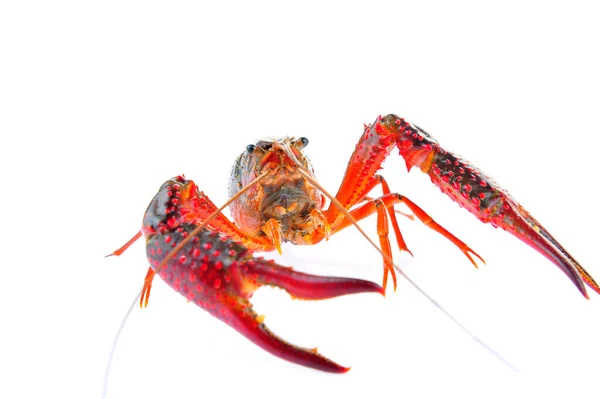 Lobster Pada Latar Belakang Putih — Stok Foto