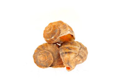 Beyaz arkaplanda deniz kabuğu