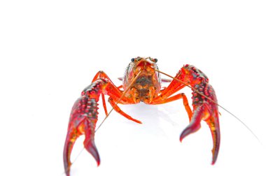 Beyaz arka planda ıstakoz