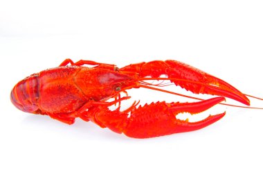 Beyaz arka planda ıstakoz