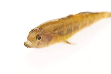 Balıkların beyaz arka planında izole edilmiş. 