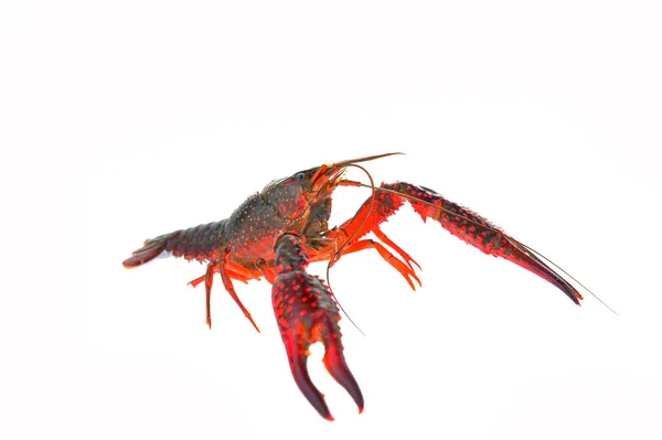 Lobster Pada Latar Belakang Putih — Stok Foto