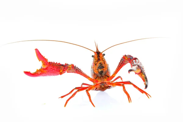 Lobster Pada Latar Belakang Putih — Stok Foto