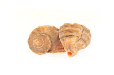 Beyaz arkaplanda deniz kabuğu