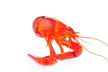 Beyaz arka planda ıstakoz