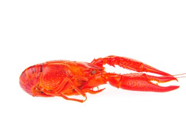 Beyaz arka planda ıstakoz