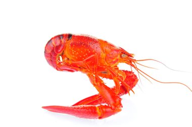 Beyaz arka planda ıstakoz