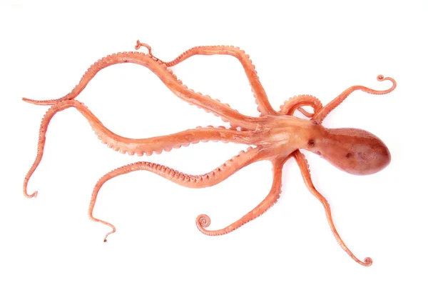 Octopus Een Witte Achtergrond — Stockfoto