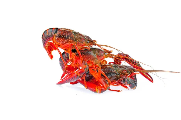 Lobster Pada Latar Belakang Putih — Stok Foto