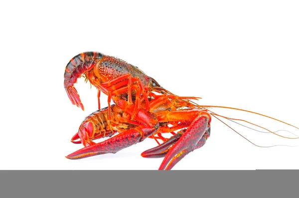 Lobster White Background — Stock Photo, Image