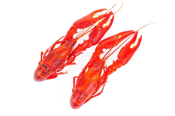 Lobster White Background — Stock Photo, Image