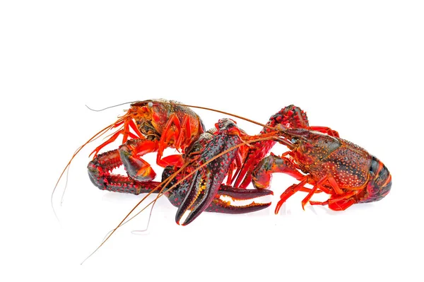 Lobster Pada Latar Belakang Putih — Stok Foto