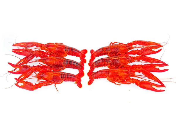 Lobster White Background — Stock Photo, Image