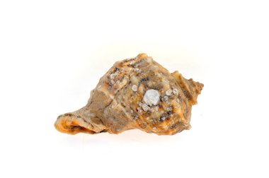 Beyaz arkaplanda deniz kabuğu