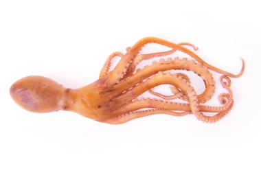 Beyaz arkaplanda ahtapot