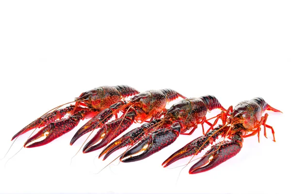 Lobster White Background — Stock Photo, Image