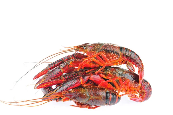 Lobster Pada Latar Belakang Putih — Stok Foto