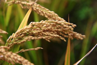 Olgun pirinç çiftliği.