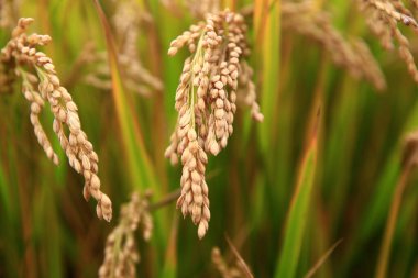 Olgun pirinç çiftliği.