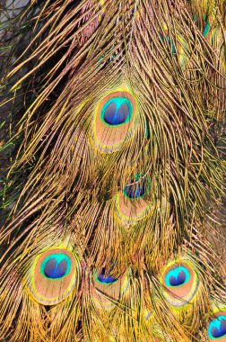 Tavuskuşu tüyleri, yakın plan resimler