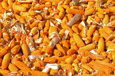 Mısır tarlasında mısır, Çin 