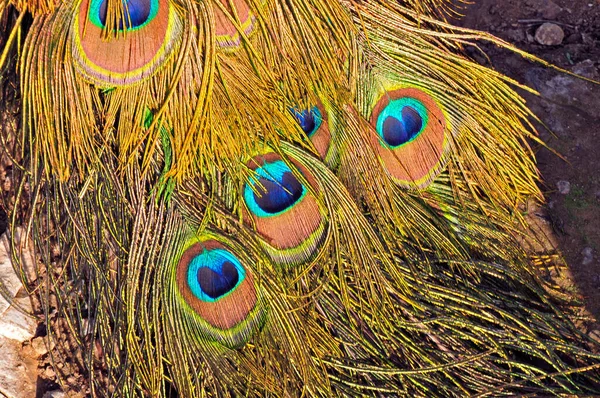 Peacock Peří Detailní Záběry — Stock fotografie