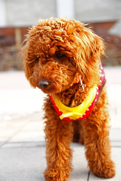 Poodle Very Lovely Close Shot — Stock Photo, Image