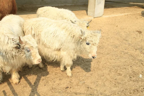 Bílé Ovce Farmě — Stock fotografie