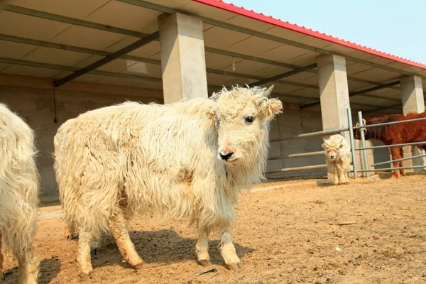 Bílé Ovce Farmě — Stock fotografie