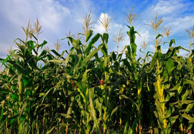 Mısır tarlası, hasat sahnesi.