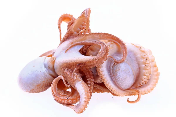 Pulpo Sobre Fondo Blanco —  Fotos de Stock