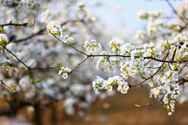 Çiçek açan armut, çok güzel.