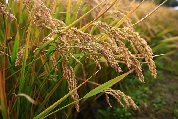 Granja Arroz Maduro País — Foto de Stock