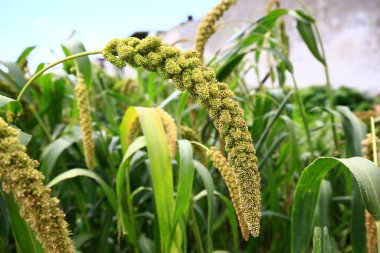 Olgun darı tarlalarda