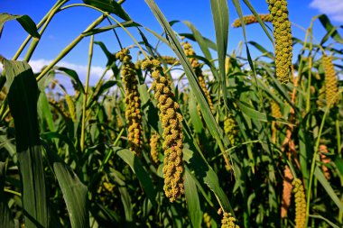 Olgun darı tarlalarda