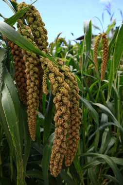 Olgun darı tarlalarda