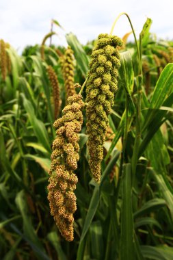 Olgun darı tarlalarda