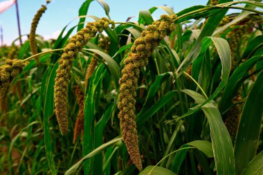 Olgun darı tarlalarda