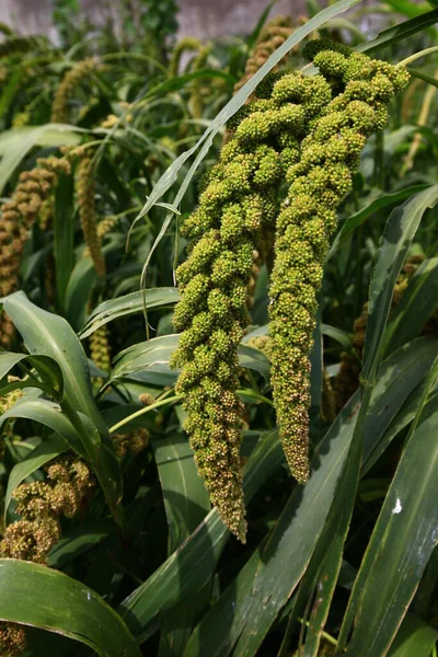 Millet Maturo Nei Terreni Agricoli — Foto Stock