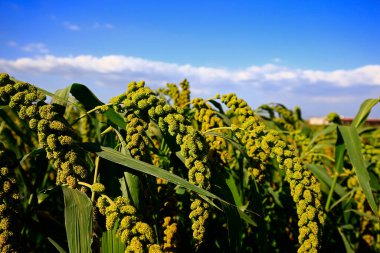 Olgun darı tarlalarda